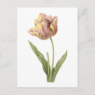 Tulp (Tulipa culta) van Redouté Briefkaart