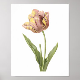 Tulp (Tulipa culta) van Redouté Poster