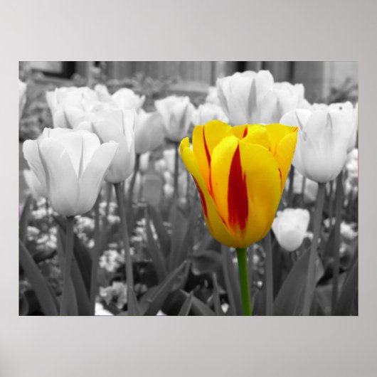 Tulp voor uitstand poster (Voorkant)