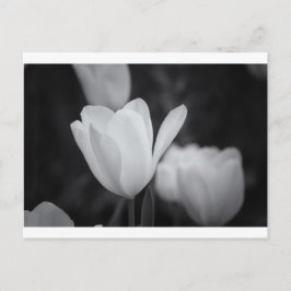 Tulp zwart-wit briefkaart