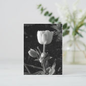 Tulp zwart-wit briefkaart (Staand voorkant)
