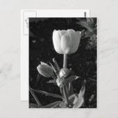 Tulp zwart-wit briefkaart (Voorkant / Achterkant)
