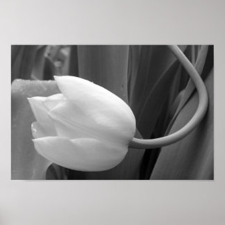 Tulp zwart-wit poster