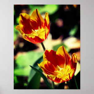 Tulpbloemen voor rood en geel branden poster