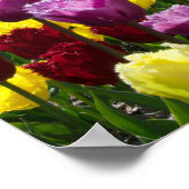 Tulpdromen Poster (Hoek)