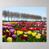 Tulpdromen Poster (Voorkant)