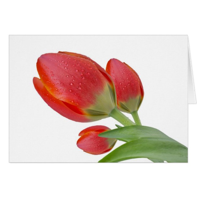 Tulpen (Voorkant Horizontaal)