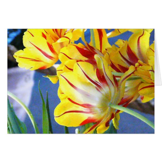 Tulpen (Voorkant Horizontaal)