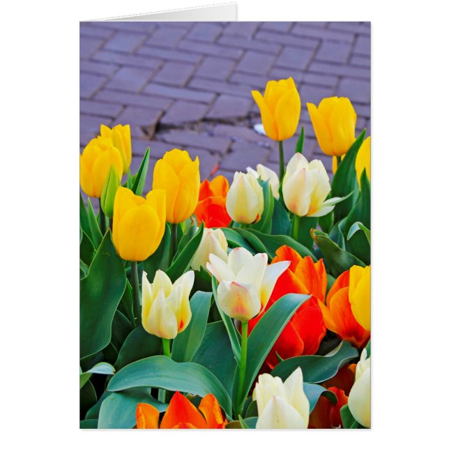 Tulpen (Voorkant)