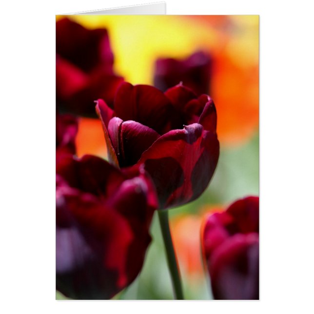 tulpen (Voorkant)