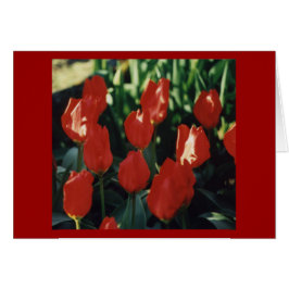 Tulpen