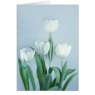 Tulpen