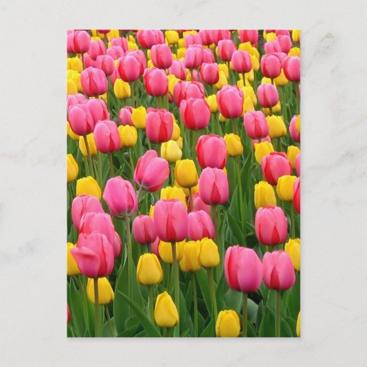 Tulpen 1 Briefkaart (Voorkant)