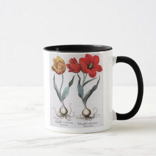 Tulpen: 1.Tulipa globosa serotina cinnabrio colore Mok
