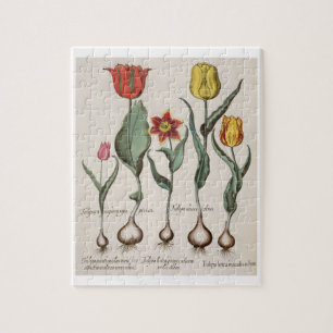 Tulpen: 1.Tulipa lutea maculis rubens; 2.Tulipa au Legpuzzel