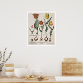 Tulpen: 1.Tulipa lutea maculis rubens; 2.Tulipa au Poster (Keuken)