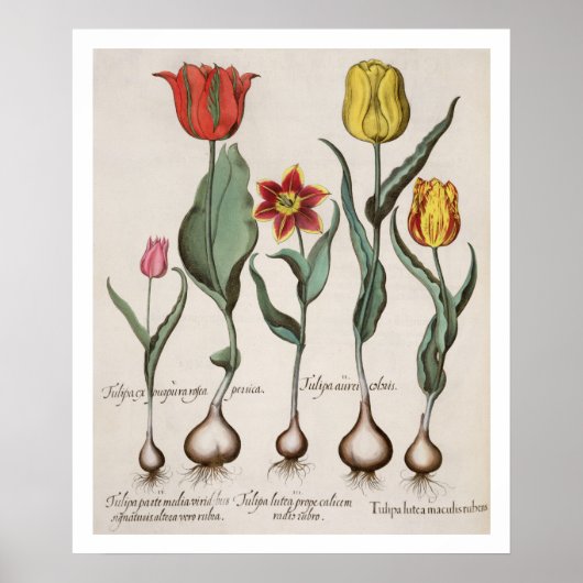 Tulpen: 1.Tulipa lutea maculis rubens; 2.Tulipa au Poster (Voorkant)