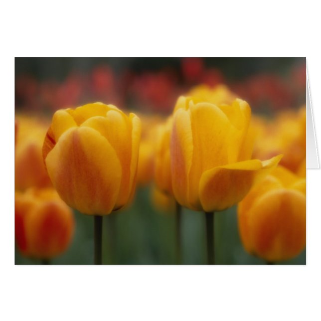 Tulpen 2 (Voorkant Horizontaal)