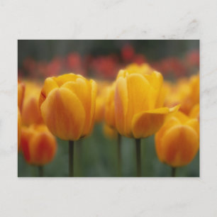 Tulpen 2 briefkaart