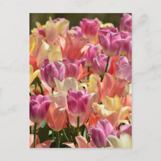 Tulpen #2 briefkaart