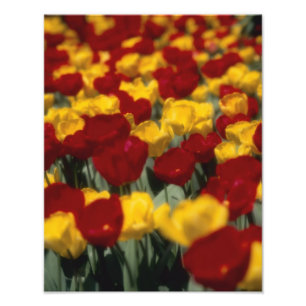 Tulpen 2 foto afdruk