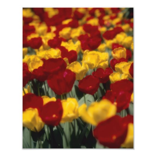Tulpen 2 foto afdruk (Voorkant)