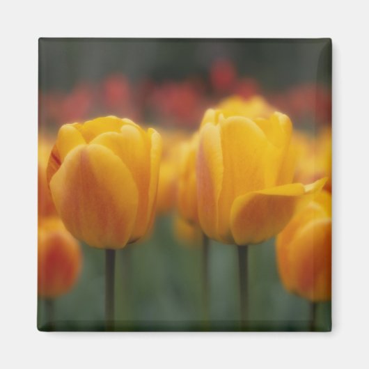 Tulpen 2 magneet (Voorkant)