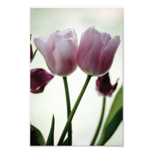 Tulpen 3259 foto afdruk