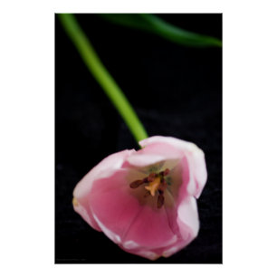 Tulpen 3272 perfect poster