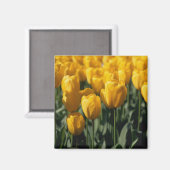 Tulpen 3 magneet (Voorkant / Achterkant)