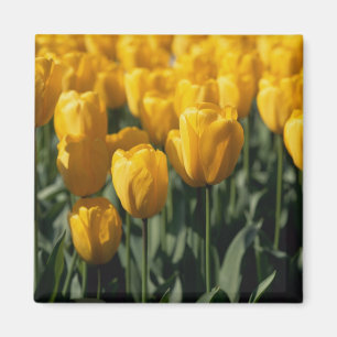 Tulpen 3 magneet