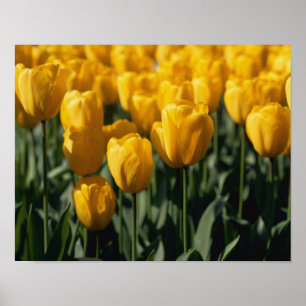 Tulpen 3 poster