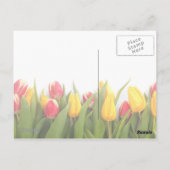 Tulpen Bedankt  Post Kaart (Achterkant)