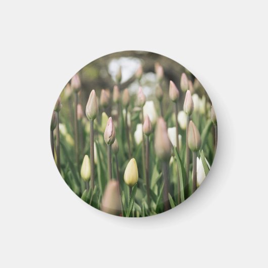 Tulpen beginnen te bloeien magneet (Voorkant)