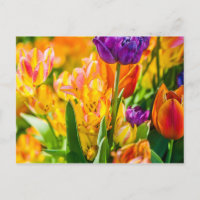 Tulpen Betoverend 01