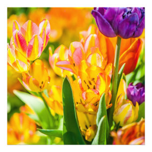 Tulpen Betoverend 01 Foto Afdruk