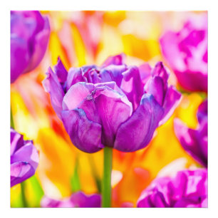 Tulpen Betoverend 06 Foto Afdruk