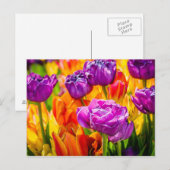 Tulpen Betoverend 12a Briefkaart (Voorkant / Achterkant)