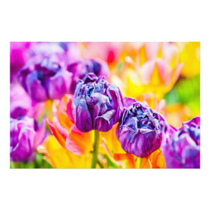 Tulpen Betoverend 14 Foto Afdruk