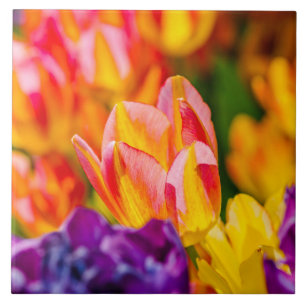 Tulpen Betoverend Tegeltje