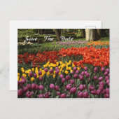 Tulpen Bewaar het Briefkaart van de datumbekendmak (Voorkant / Achterkant)