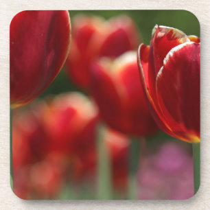 Tulpen Bier Onderzetter