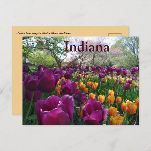 Tulpen bloeien in Forest Park, Indiana Briefkaart (Voorkant / Achterkant)