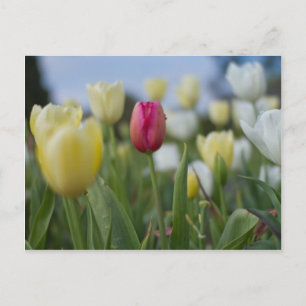 Tulpen Briefkaart