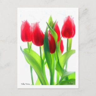 Tulpen Briefkaart
