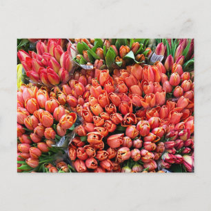 Tulpen Briefkaart