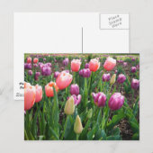 Tulpen Briefkaart (Voorkant / Achterkant)