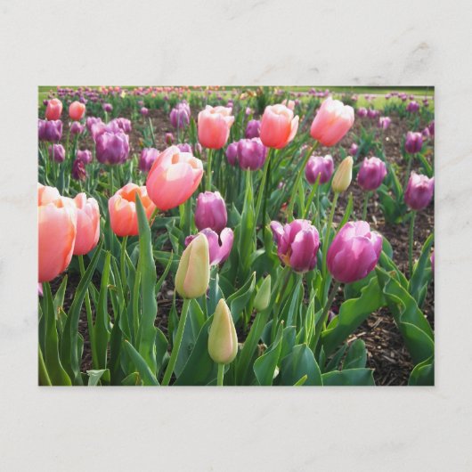 Tulpen Briefkaart (Voorkant)