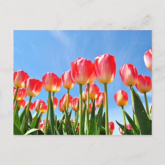 Tulpen Briefkaart (Voorkant)