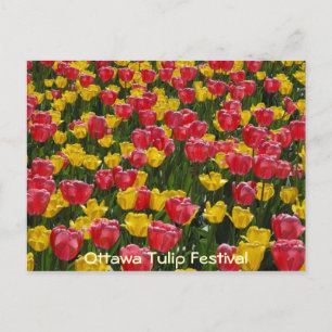 Tulpen. Briefkaart